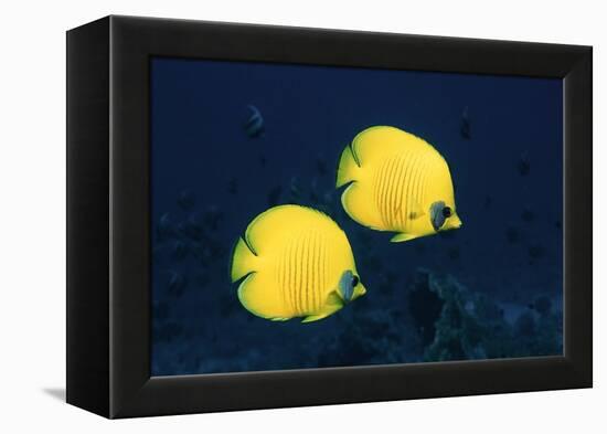 Two Golden / Masked butterflyfish, Red Sea, Eygpt-Georgette Douwma-Framed Premier Image Canvas