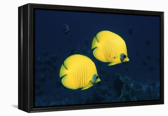 Two Golden / Masked butterflyfish, Red Sea, Eygpt-Georgette Douwma-Framed Premier Image Canvas