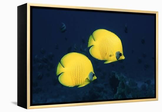 Two Golden / Masked butterflyfish, Red Sea, Eygpt-Georgette Douwma-Framed Premier Image Canvas