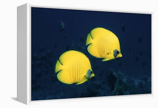 Two Golden / Masked butterflyfish, Red Sea, Eygpt-Georgette Douwma-Framed Premier Image Canvas