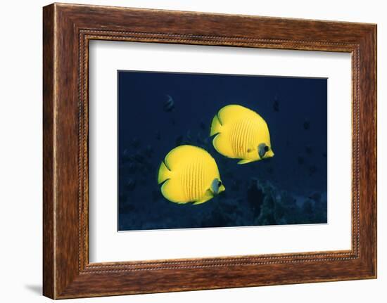 Two Golden / Masked butterflyfish, Red Sea, Eygpt-Georgette Douwma-Framed Photographic Print