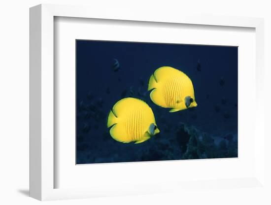 Two Golden / Masked butterflyfish, Red Sea, Eygpt-Georgette Douwma-Framed Photographic Print