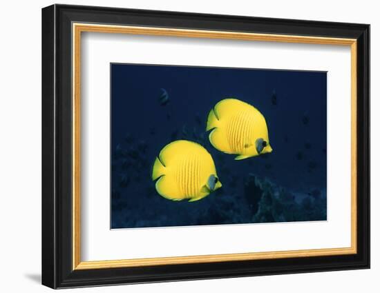 Two Golden / Masked butterflyfish, Red Sea, Eygpt-Georgette Douwma-Framed Photographic Print