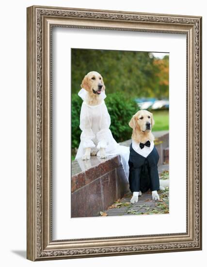 Two Golden Retriever Dogs Wedding Clothing Sitting Outdoors-kadmy-Framed Photographic Print