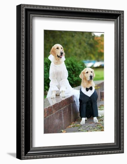 Two Golden Retriever Dogs Wedding Clothing Sitting Outdoors-kadmy-Framed Photographic Print