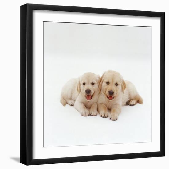 Two Golden Retriever Puppies. 6 Weeks Old, Lying Side by Side-Jane Burton-Framed Photographic Print