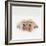 Two Golden Retriever Puppies. 6 Weeks Old, Lying Side by Side-Jane Burton-Framed Photographic Print