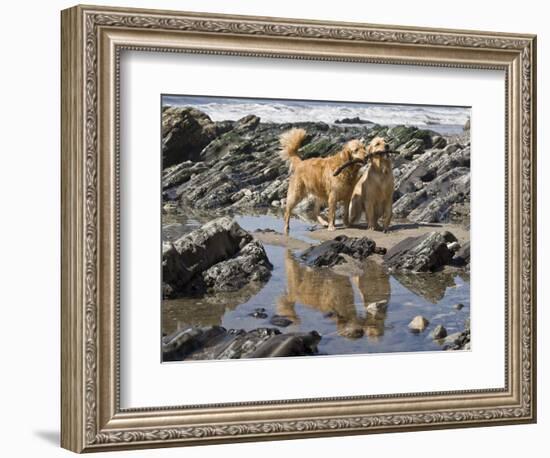 Two Golden Retrievers Playing with a Stick Next to a Tidal Pool at a Beach-Zandria Muench Beraldo-Framed Photographic Print