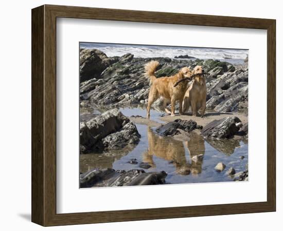 Two Golden Retrievers Playing with a Stick Next to a Tidal Pool at a Beach-Zandria Muench Beraldo-Framed Photographic Print