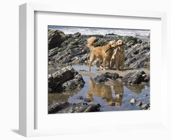 Two Golden Retrievers Playing with a Stick Next to a Tidal Pool at a Beach-Zandria Muench Beraldo-Framed Photographic Print