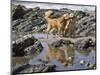 Two Golden Retrievers Playing with a Stick Next to a Tidal Pool at a Beach-Zandria Muench Beraldo-Mounted Photographic Print