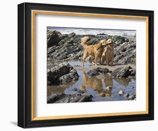 Two Golden Retrievers Playing with a Stick Next to a Tidal Pool at a Beach-Zandria Muench Beraldo-Framed Photographic Print
