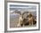 Two Golden Retrievers Sitting Together on a Beach in California, USA-Zandria Muench Beraldo-Framed Photographic Print