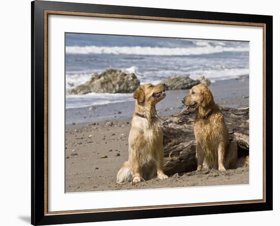 Two Golden Retrievers Sitting Together on a Beach in California, USA-Zandria Muench Beraldo-Framed Photographic Print