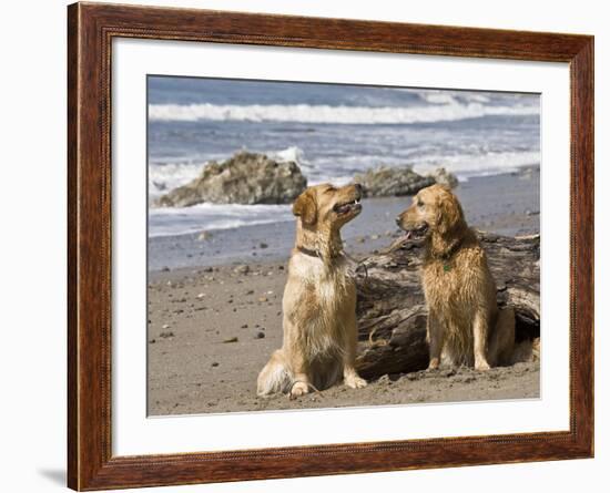 Two Golden Retrievers Sitting Together on a Beach in California, USA-Zandria Muench Beraldo-Framed Photographic Print