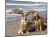 Two Golden Retrievers Sitting Together on a Beach in California, USA-Zandria Muench Beraldo-Mounted Photographic Print