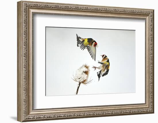 Two Goldfinches (Carduelis Carduelis) Squabbling over Common Teasel Seeds, Cambridgeshire, UK-Mark Hamblin-Framed Photographic Print