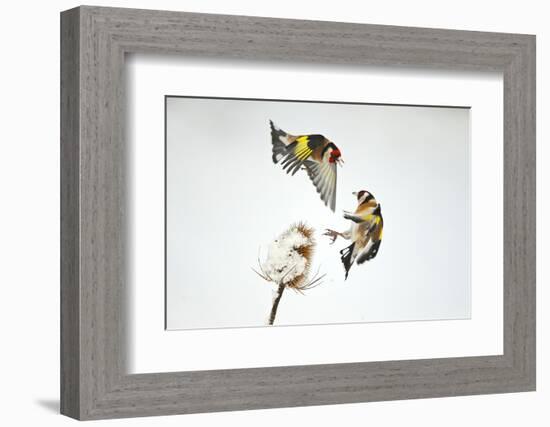 Two Goldfinches (Carduelis Carduelis) Squabbling over Common Teasel Seeds, Cambridgeshire, UK-Mark Hamblin-Framed Photographic Print