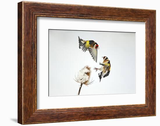 Two Goldfinches (Carduelis Carduelis) Squabbling over Common Teasel Seeds, Cambridgeshire, UK-Mark Hamblin-Framed Photographic Print