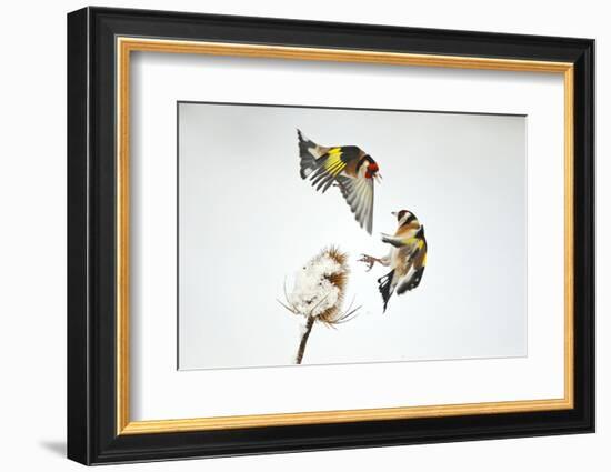 Two Goldfinches (Carduelis Carduelis) Squabbling over Common Teasel Seeds, Cambridgeshire, UK-Mark Hamblin-Framed Photographic Print