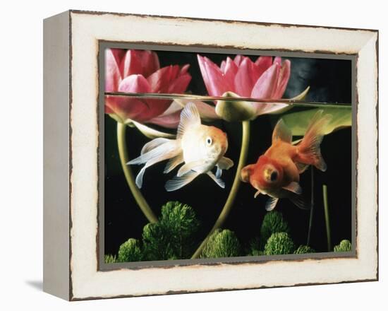 Two Goldfish (Carassius Auratus) with Waterlilies, UK-Jane Burton-Framed Premier Image Canvas