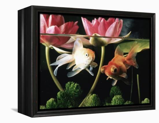 Two Goldfish (Carassius Auratus) with Waterlilies, UK-Jane Burton-Framed Premier Image Canvas