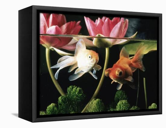 Two Goldfish (Carassius Auratus) with Waterlilies, UK-Jane Burton-Framed Premier Image Canvas