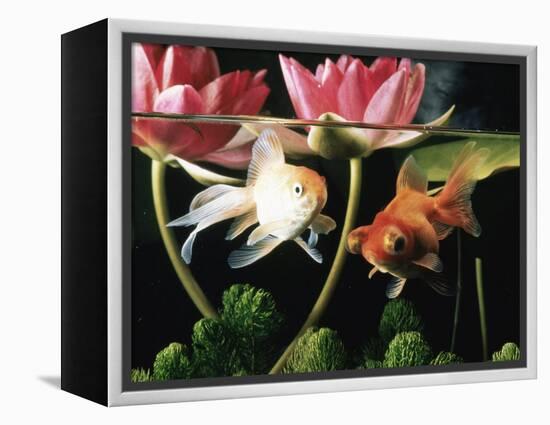 Two Goldfish (Carassius Auratus) with Waterlilies, UK-Jane Burton-Framed Premier Image Canvas