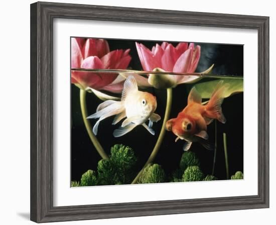 Two Goldfish (Carassius Auratus) with Waterlilies, UK-Jane Burton-Framed Photographic Print