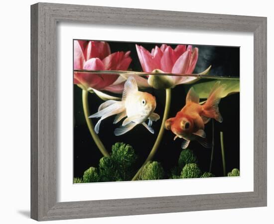 Two Goldfish (Carassius Auratus) with Waterlilies, UK-Jane Burton-Framed Photographic Print