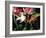 Two Goldfish (Carassius Auratus) with Waterlilies, UK-Jane Burton-Framed Photographic Print