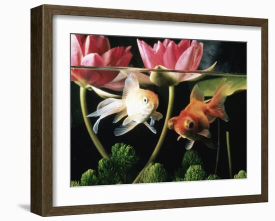 Two Goldfish (Carassius Auratus) with Waterlilies, UK-Jane Burton-Framed Photographic Print