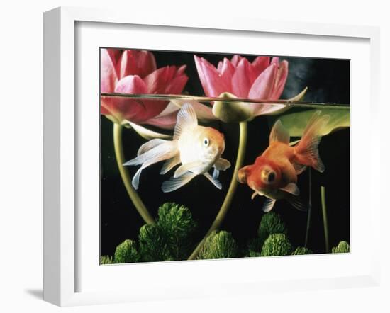 Two Goldfish (Carassius Auratus) with Waterlilies, UK-Jane Burton-Framed Photographic Print