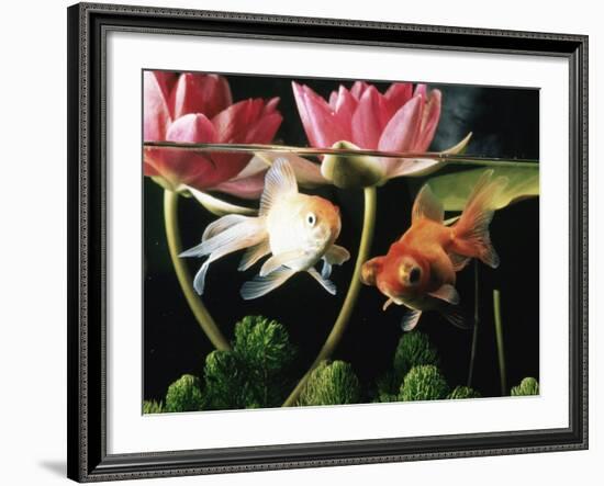 Two Goldfish (Carassius Auratus) with Waterlilies, UK-Jane Burton-Framed Photographic Print