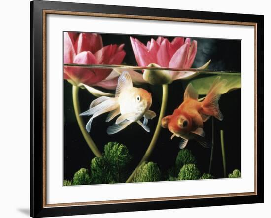 Two Goldfish (Carassius Auratus) with Waterlilies, UK-Jane Burton-Framed Photographic Print