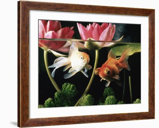 Two Goldfish (Carassius Auratus) with Waterlilies, UK-Jane Burton-Framed Photographic Print