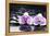 Two Gorgeous Orchid on Stones Reflection-crystalfoto-Framed Premier Image Canvas