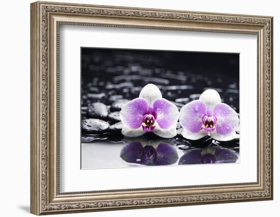 Two Gorgeous Orchid on Stones Reflection-crystalfoto-Framed Photographic Print