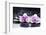 Two Gorgeous Orchid on Stones Reflection-crystalfoto-Framed Photographic Print