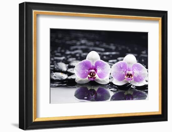 Two Gorgeous Orchid on Stones Reflection-crystalfoto-Framed Photographic Print