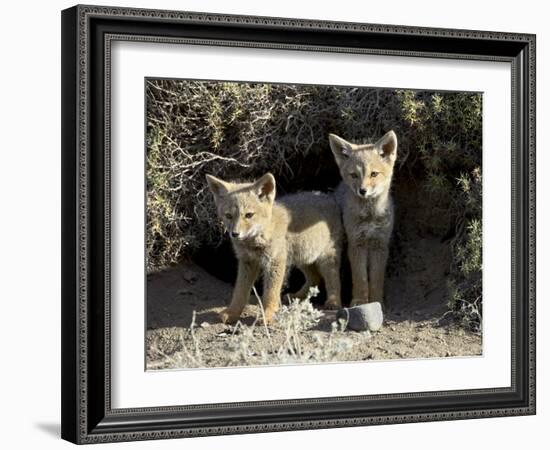 Two Gray Fox Pups at Den Entrance, Torres Del Paine, Chile, South America-James Hager-Framed Photographic Print