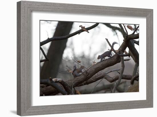 Two Gray Squirrels Meet Face to Face on a Fallen Tree Branch on a Winter Morning-Alex Saberi-Framed Photographic Print