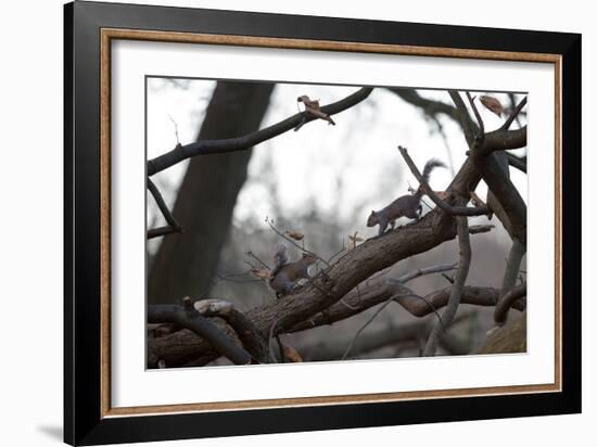 Two Gray Squirrels Meet Face to Face on a Fallen Tree Branch on a Winter Morning-Alex Saberi-Framed Photographic Print