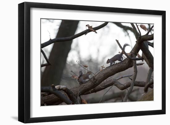 Two Gray Squirrels Meet Face to Face on a Fallen Tree Branch on a Winter Morning-Alex Saberi-Framed Photographic Print