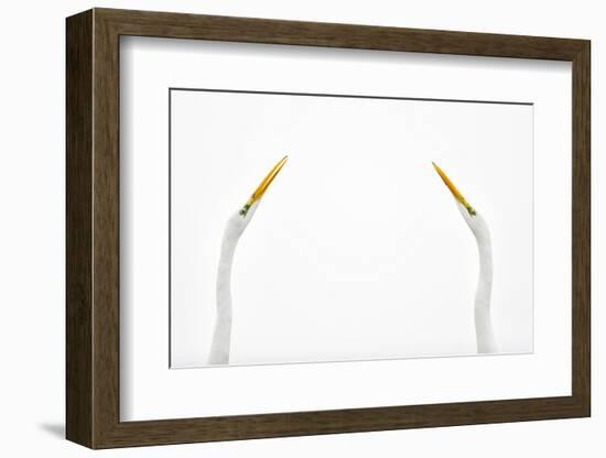 Two Great Egrets (Ardea Alba) Face to Face Against White Sky, Lake Csaj, Pusztaszer, Hungary-Bence Mate-Framed Photographic Print
