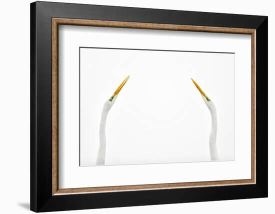 Two Great Egrets (Ardea Alba) Face to Face Against White Sky, Lake Csaj, Pusztaszer, Hungary-Bence Mate-Framed Photographic Print