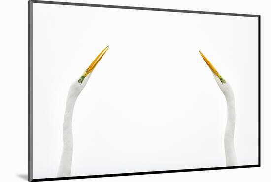 Two Great Egrets (Ardea Alba) Face to Face Against White Sky, Lake Csaj, Pusztaszer, Hungary-Bence Mate-Mounted Photographic Print