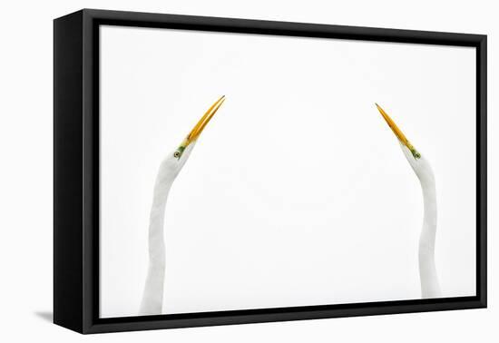 Two Great Egrets (Ardea Alba) Face to Face Against White Sky, Lake Csaj, Pusztaszer, Hungary-Bence Mate-Framed Premier Image Canvas