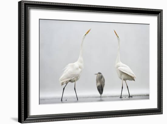 Two Great Egrets (Ardea Alba) Standing Opposite Each Other with Grey Heron (Ardea Cinerea)-Bence Mate-Framed Photographic Print