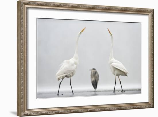 Two Great Egrets (Ardea Alba) Standing Opposite Each Other with Grey Heron (Ardea Cinerea)-Bence Mate-Framed Photographic Print